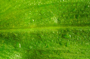 Yeşil yapraklı ve su damlacıklı bir arka plan. Yeşil yaprak ve su damlaları