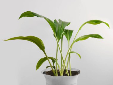 Aglaonema yeşil bitki yaprakları tencerede. Arka planda izole. tropik yapraklar.