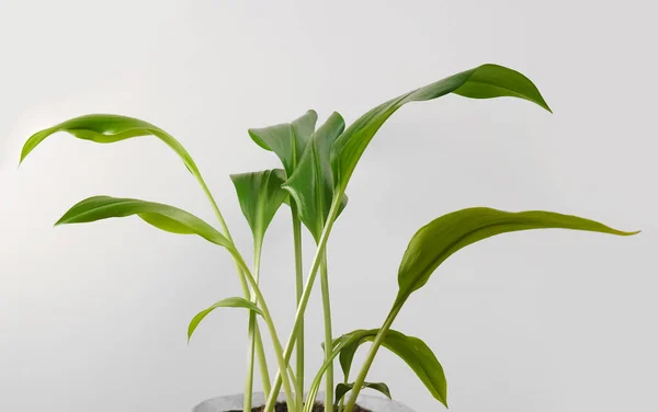 Aglaonema Gröna Blad Växt Kruka Isolerad Bakgrunden Tropiska Blad — Stockfoto