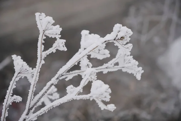 Neve Gelo Rasgado Nos Ramos Dos Arbustos Outono Fundo Inverno — Fotografia de Stock