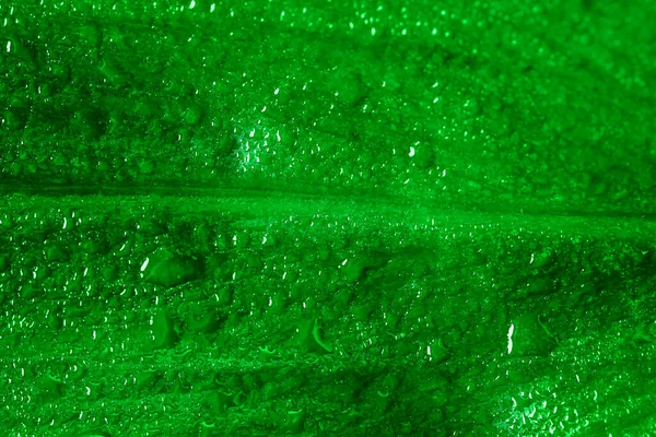 Természet Háttere Zöld Levél Vízcseppekkel Zöld Levél Vízcseppekkel — Stock Fotó