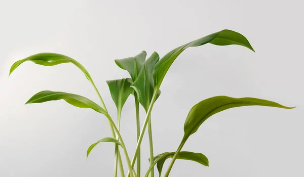 Aglaonema Yeşil Bitki Yaprakları Tencerede Arka Planda Izole Tropik Yapraklar — Stok fotoğraf