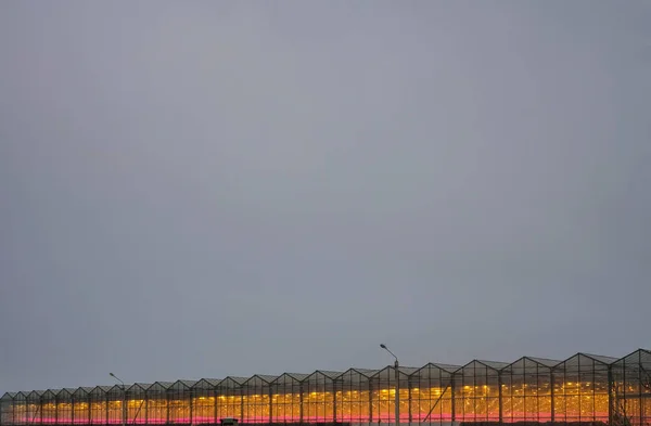 Serre Allumée Soir Serre Russie Avec Lumière Artificielle Saison Hivernale — Photo