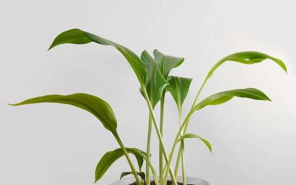 Aglaonema Gröna Blad Växt Kruka Isolerad Bakgrunden Tropiska Blad — Stockfoto