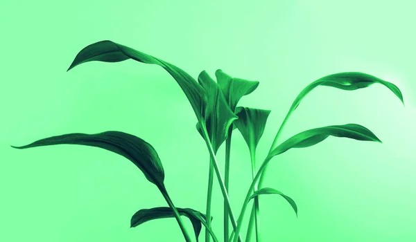 Aglaonema Folhas Verdes Planta Vaso Isolado Fundo Folhas Tropicais — Fotografia de Stock