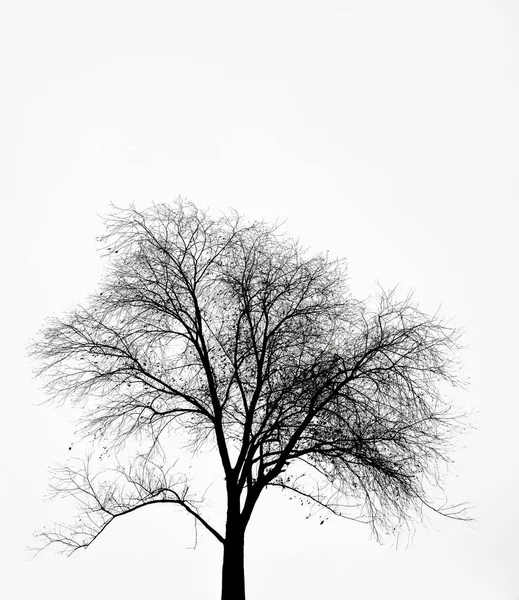Σιλουέτα Ενός Δέντρου Που Απομονώνεται Λευκό Φόντο Χειμερινή Εποχή — Φωτογραφία Αρχείου