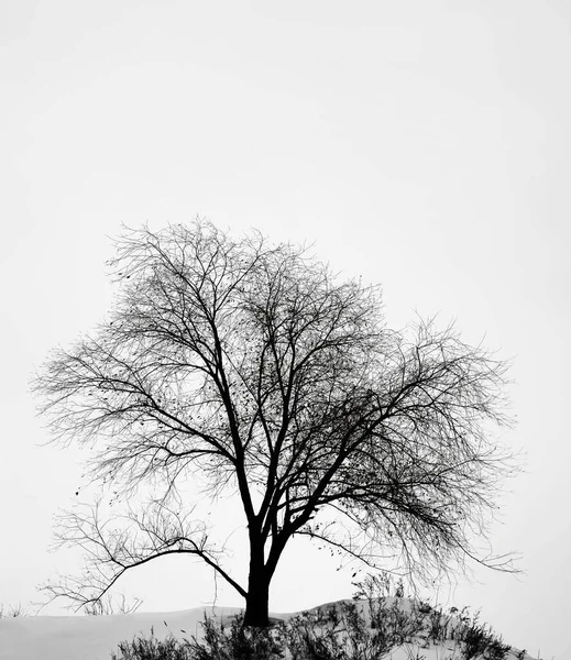 Silhouette Arbre Sur Fond Ciel Gris Saison Hivernale — Photo