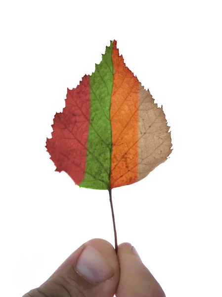 색깔의 것이다 배경에 고립되어 있습니다 아이디어 나뭇잎 계절의 — 스톡 사진