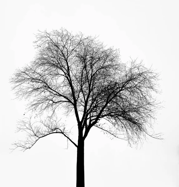 Σιλουέτα Ενός Δέντρου Που Απομονώνεται Λευκό Φόντο Χειμερινή Εποχή — Φωτογραφία Αρχείου