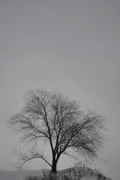 배경에 나무의 실루엣 겨울의 — 스톡 사진