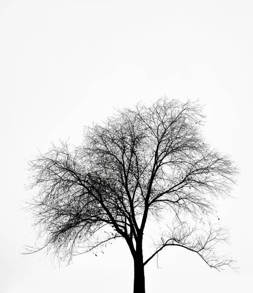 Silhouette Arbre Isolé Sur Fond Blanc Saison Hivernale — Photo