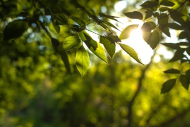 Arka planda doğal yeşil bitkiler manzarası, ekoloji, taze duvar kağıdı konsepti kullanılarak arka planda fotokopi alanı ile bulanık yeşil arka planda yeşil yaprakların yakın doğa görünümü.
