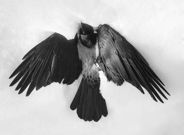 black  raven on the white snow in winter