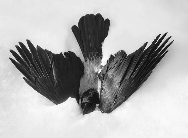 black  raven on the white snow in winter