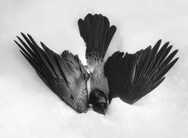 Cuervo Negro Nieve Blanca Invierno —  Fotos de Stock