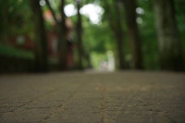Kaldırım döşeme yolu kaldırım taşı yaprakları çerçeveli İlkbahar ya da yaz parkı içine. Seçici odaklanma. düşük atış açısı