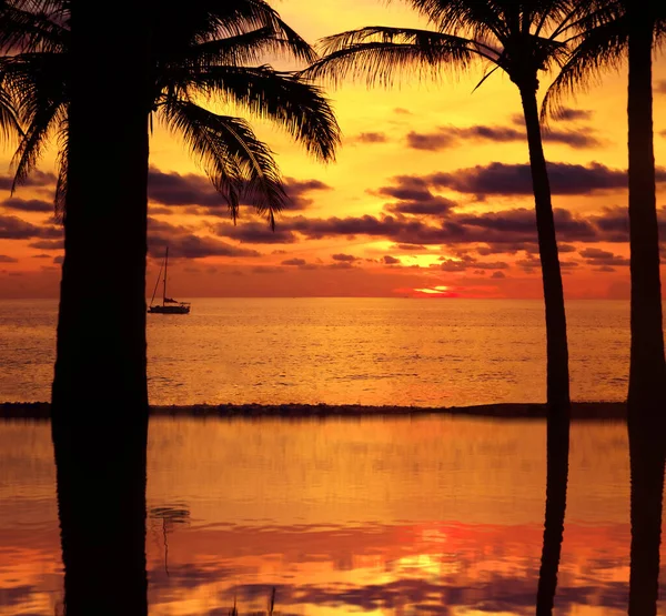 Sunset with palm and longtail boats on tropical beach.  beautiful tropical beach view sunset with palm tree and boat. Pukhet island, Thailand