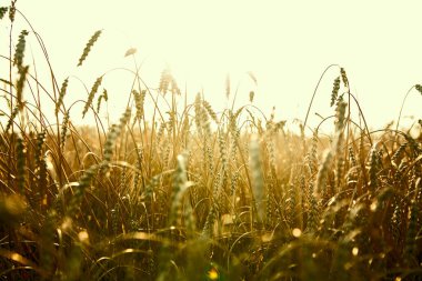Buğday tarlasında altın gün batımı. Buğday kulaklarını kapat. 