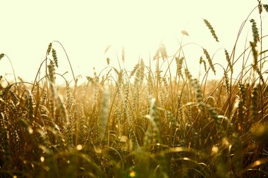 Buğday tarlasında altın gün batımı. Buğday kulaklarını kapat. 