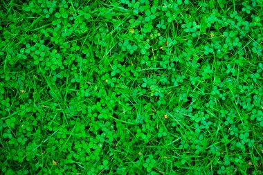 Aziz Patrick Günü için arka plan. Tarlada bir yoncanın yeşil yaprakları. Yeşil çimen yoncalarının pürüzsüz dokusu. Bahar mevsimi. 17 Mart.