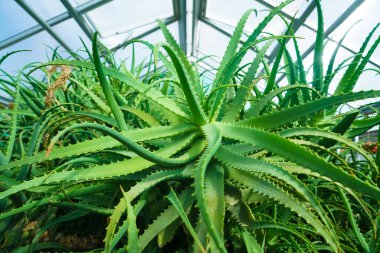 Bir serada aloe vera yetişiyor.