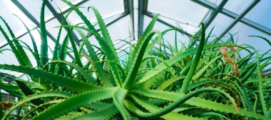 Bir serada aloe vera yetişiyor.