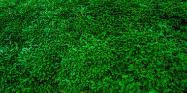 Yeşil parlak çalılık yaprak dokusu. Çalıların önü. Parlak yeşil doku