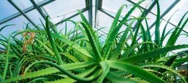 Bir serada aloe vera yetişiyor.