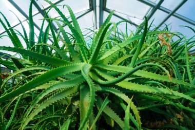 Bir serada aloe vera yetişiyor.