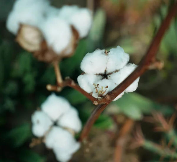 畑の中の綿玉 画像を閉じます 綿工場の芽 — ストック写真
