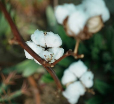  Tarlalarda pamuk cıvataları. Görüntüyü kapat. Pamuk bitkisi budd