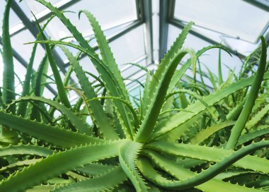 Bir serada aloe vera yetişiyor.