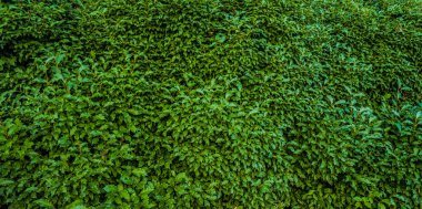 Yeşil parlak çalılık yaprak dokusu. Çalıların önü. Parlak yeşil doku