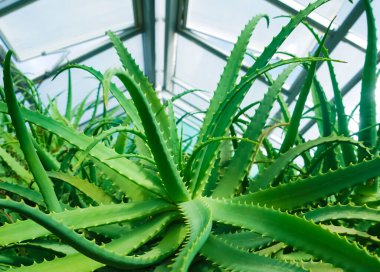 Bir serada aloe vera yetişiyor.