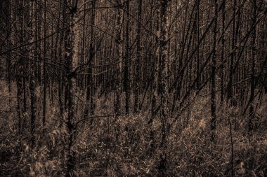 Bahar mevsiminde yanan ormandaki genç ağaçlar. 