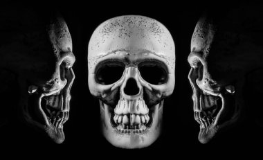 İnsan kafatası. Işık ve gölge. Yazı için boş kopyalama alanı.
