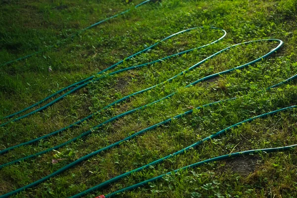 Yeşil Çayır Üzerinde Uzun Hortum Yaz Mevsimi — Stok fotoğraf