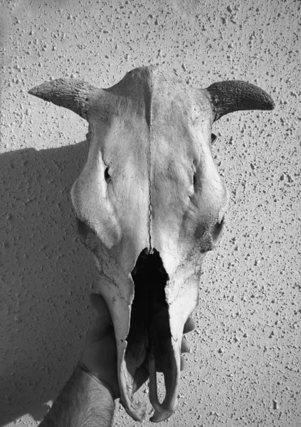 male hand  holding a cow skull in front of his head. white concrete wall on  background