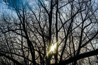 Kış mevsiminde yapraksız ağaç siluetiyle gün batımı. doğa arkaplanı.