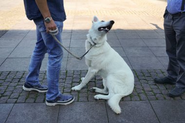 Erkek sahibi köpeği tasmasından tutar. Sokaktaki köpek meydanda. Beyaz İsviçreli çoban. 