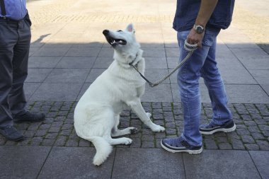 Erkek sahibi köpeği tasmasından tutar. Sokaktaki köpek meydanda. Beyaz İsviçreli çoban. 