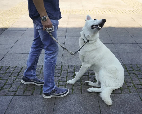 male owner holds the dog by the collar. Dog on the street in square. breed - White swiss shepherd.