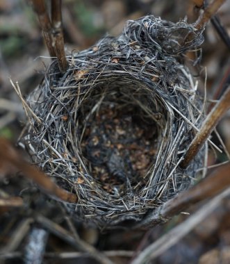 Bahar ormanı manzarasında boş bir yuva. Kuru çimen arkaplanı 
