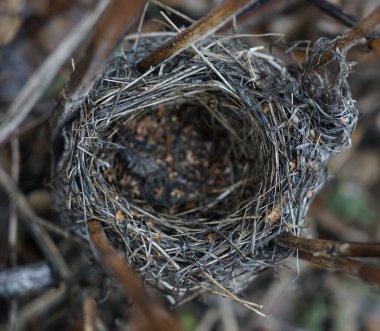 Bahar ormanı manzarasında boş bir yuva. Kuru çimen arkaplanı 