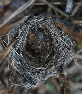 Bahar ormanı manzarasında boş bir yuva. Kuru çimen arkaplanı 