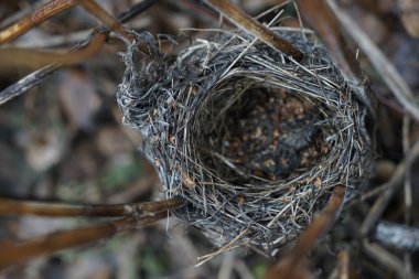 Bahar ormanı manzarasında boş bir yuva. Kuru çimen arkaplanı 