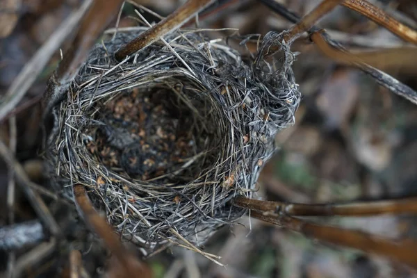 Empty nest in spring forest top view. Dry grass background