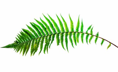 Eğreltiotu yaprağı, beyaz arkaplanda izole edilmiş, kırpma yolu ile