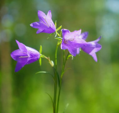  mor çiçekler. Bahar çiçeği arka planı. yakın plan