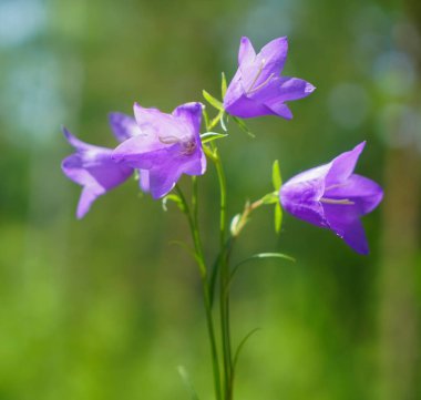  mor çiçekler. Bahar çiçeği arka planı. yakın plan
